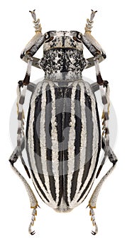 Beetle Dorcadion brandti photo