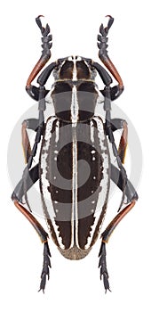 Beetle Dorcadion cephalotes