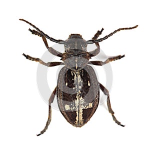 Beetle Dorcadion equestre on white