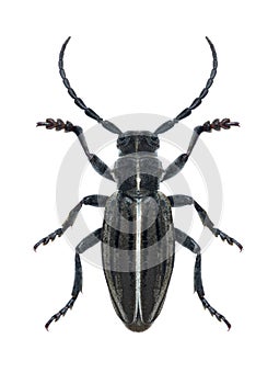 Beetle Dorcadion holosericeum