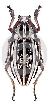Beetle Dorcadion irinae