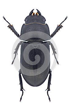 Beetle Dorcus parallelipipedus