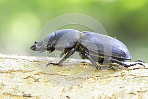 Beetle Dorcus parallelipipedus / lesser stag beetle