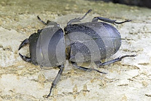 Beetle Dorcus parallelipipedus / lesser stag beetle