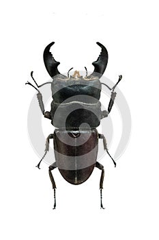 Beetle Dorcus titanus isolated