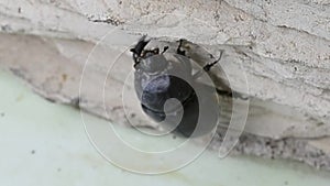 Beetle dung beetle-zemleroy. Climbed to a vertical wall.