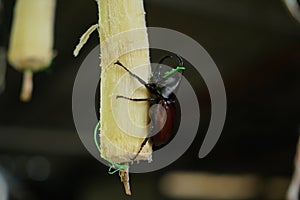 Beetle  Dynastinae  on sugarcane, raising beetles to fight Sports games of Thai teenagers