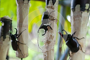 Beetle  Dynastinae  on sugarcane, raising beetles to fight Sports games of Thai teenagers