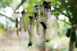 Beetle  Dynastinae  on sugarcane, raising beetles to fight Sports games of Thai teenagers