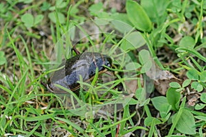 Beetle  Dytiscidae on green grass