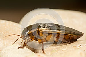 Beetle - Dytiscus marginalis