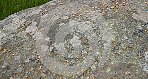 Beetle eggs are incubated on a granite stone