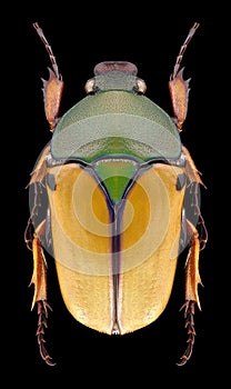 Beetle Eudicella euthalia bertherandi