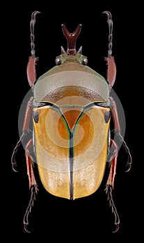 Beetle Eudicella euthalia bertherandi