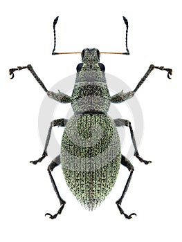 Beetle Eusomus ovulum