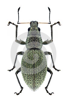 Beetle Eusomus ovulum