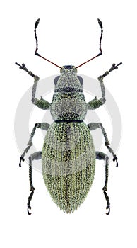 Beetle Eusomus ovulum