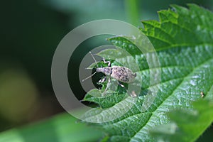 A beetle of the family Curculionidae, weevils on a nettle leaf photo