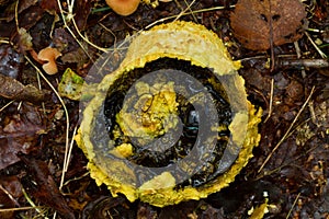 Beetle feeding on rotting mushroom