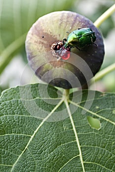 Beetle on fig