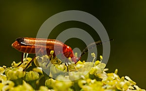 Beetle firefighter (Cantharis rustica)
