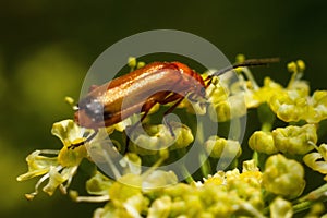 Beetle firefighter (Cantharis rustica)