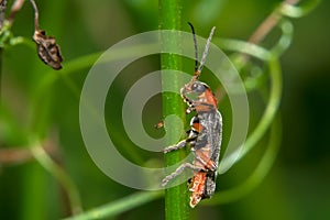 Beetle - Firefighter