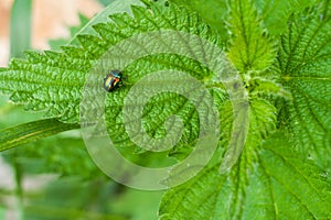 Beetle Firefly sitting on green leaf of nettle.