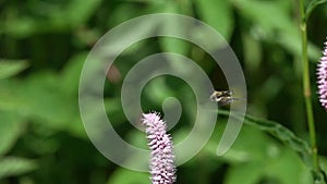 Beetle flies to the European bistort /Bistorta officinalis/ flower, slow motion