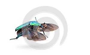 beetle in flight isolated on white