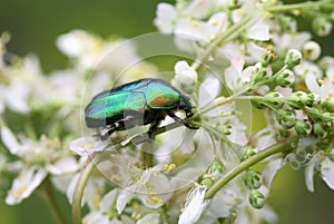 Beetle On Flower