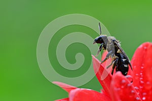 Beetle on Flower