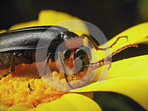 Beetle on the flower