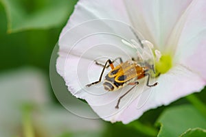 Beetle on flower