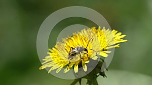 The beetle Flower barbel Brachyta interrogationis on a dandelion flower