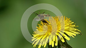 The beetle Flower barbel Brachyta interrogationis takes off from the flower of a dandelion, slow motion