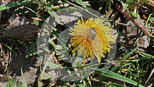The beetle Flower barbel Brachyta interrogationis takes off from the flower of a dandelion, slow motion. Slow down 16