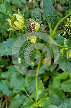 Beetle On The Flower