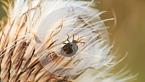 Beetle on the flower