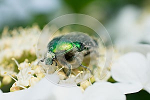 Macro of a bug on a flower