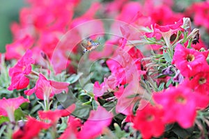Beetle on the flower in spring