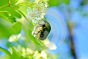 A beetle on a flower