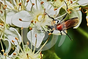 Beetle on a flowering ash tree