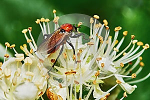 Beetle on a flowering ash tree