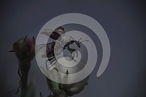 Beetle on the flowering of the tree