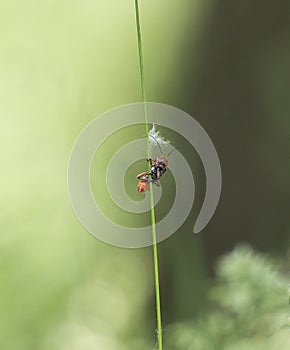 Beetle and Fluff