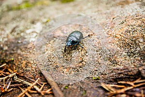 A beetle on the forest ground close up