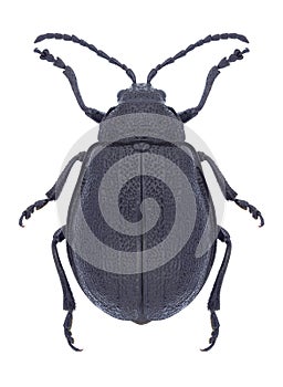 Beetle Galeruca tanaceti