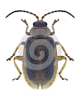 Beetle Galerucella nymphaeae