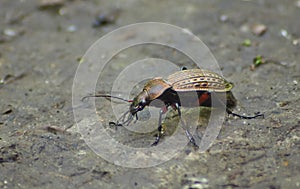 Beetle garden on the forest path.